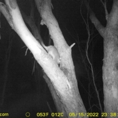 Trichosurus vulpecula (Common Brushtail Possum) at Baranduda, VIC - 15 May 2022 by ChrisAllen