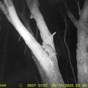 Trichosurus vulpecula at Baranduda, VIC - 15 May 2022 11:38 PM