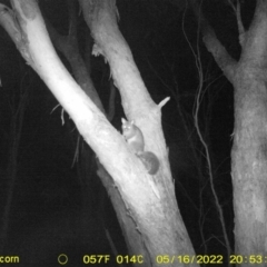 Trichosurus vulpecula (Common Brushtail Possum) at Wodonga - 16 May 2022 by ChrisAllen