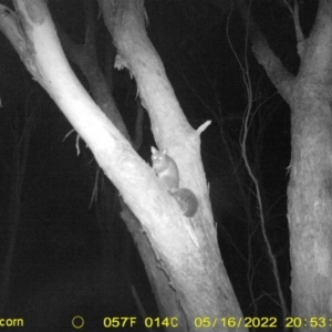 Trichosurus vulpecula at Baranduda, VIC - 16 May 2022