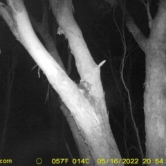 Trichosurus vulpecula at Baranduda, VIC - 16 May 2022 08:57 PM