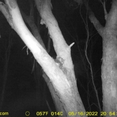 Trichosurus vulpecula at Baranduda, VIC - 16 May 2022