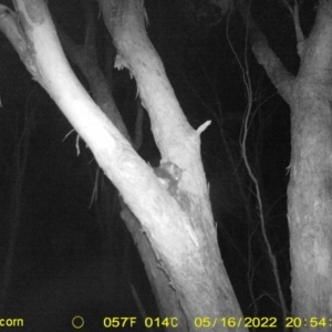 Trichosurus vulpecula at Baranduda, VIC - 16 May 2022