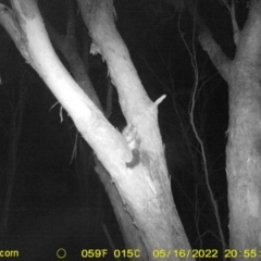 Trichosurus vulpecula at Baranduda, VIC - 16 May 2022 08:57 PM