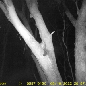 Trichosurus vulpecula at Baranduda, VIC - 16 May 2022