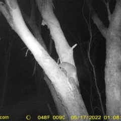 Trichosurus vulpecula (Common Brushtail Possum) at Wodonga - 16 May 2022 by ChrisAllen