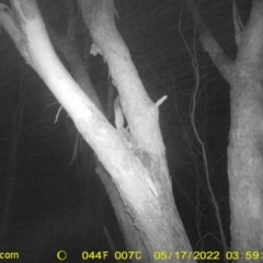 Petaurus norfolcensis (Squirrel Glider) at Monitoring Site 141 - Revegetation - 16 May 2022 by ChrisAllen