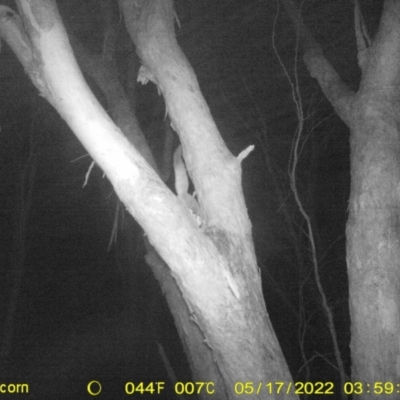 Petaurus norfolcensis (Squirrel Glider) at Monitoring Site 141 - Revegetation - 16 May 2022 by ChrisAllen