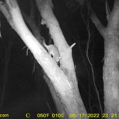 Trichosurus vulpecula (Common Brushtail Possum) at Wodonga - 17 May 2022 by ChrisAllen