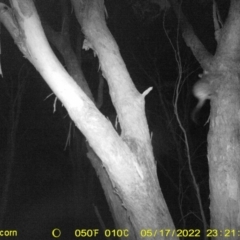 Trichosurus vulpecula at Baranduda, VIC - 17 May 2022