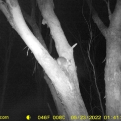 Trichosurus vulpecula (Common Brushtail Possum) at Monitoring Site 141 - Revegetation - 22 May 2022 by ChrisAllen