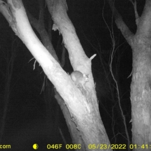 Trichosurus vulpecula at Baranduda, VIC - 23 May 2022 01:41 AM