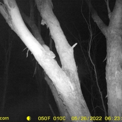 Petaurus norfolcensis (Squirrel Glider) at WREN Reserves - 26 May 2022 by ChrisAllen