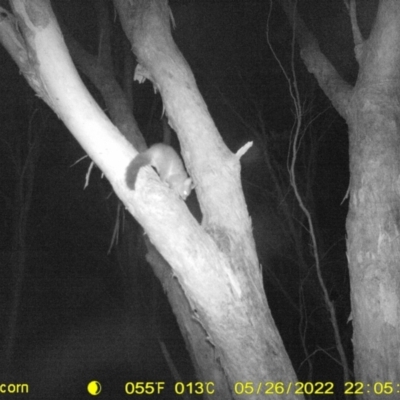 Trichosurus vulpecula (Common Brushtail Possum) at Monitoring Site 141 - Revegetation - 26 May 2022 by ChrisAllen