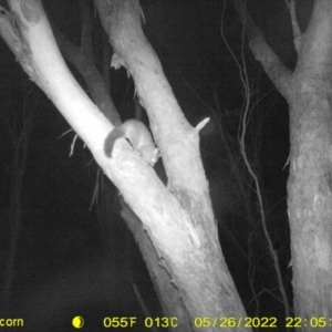 Trichosurus vulpecula at Baranduda, VIC - 26 May 2022