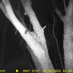 Trichosurus vulpecula at Baranduda, VIC - 26 May 2022