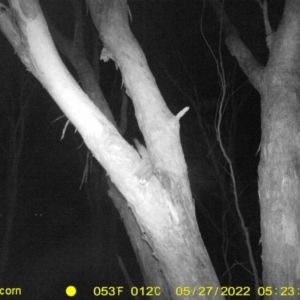 Petaurus notatus at Baranduda, VIC - 27 May 2022 05:23 AM