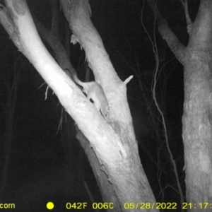 Trichosurus vulpecula at Baranduda, VIC - 28 May 2022 09:17 PM