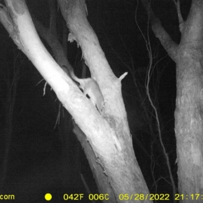 Trichosurus vulpecula (Common Brushtail Possum) at WREN Reserves - 28 May 2022 by ChrisAllen