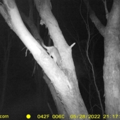Unidentified Possum (TBC) at Baranduda, VIC - 28 May 2022 by ChrisAllen