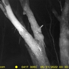 Trichosurus vulpecula (Common Brushtail Possum) at Wodonga - 30 May 2022 by ChrisAllen