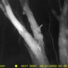 Trichosurus vulpecula (Common Brushtail Possum) at Baranduda, VIC - 31 May 2022 by ChrisAllen