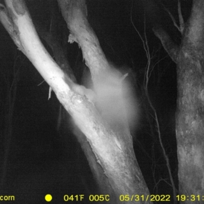 Petaurus norfolcensis (Squirrel Glider) at Monitoring Site 141 - Revegetation - 31 May 2022 by ChrisAllen