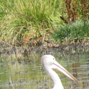 Himantopus leucocephalus at Fyshwick, ACT - 18 Dec 2020