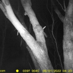 Trichosurus vulpecula (Common Brushtail Possum) at Baranduda, VIC - 1 Jun 2022 by ChrisAllen