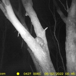 Trichosurus vulpecula at Baranduda, VIC - 2 Jun 2022 12:45 AM