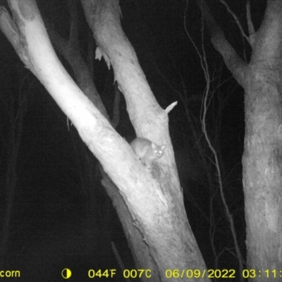 Trichosurus vulpecula (Common Brushtail Possum) at WREN Reserves - 8 Jun 2022 by ChrisAllen