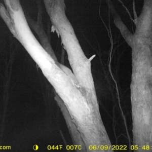 Petaurus norfolcensis at Baranduda, VIC - 9 Jun 2022 05:48 AM