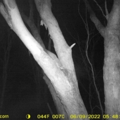 Petaurus norfolcensis (Squirrel Glider) at Monitoring Site 141 - Revegetation - 8 Jun 2022 by ChrisAllen