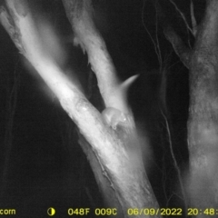 Trichosurus vulpecula (Common Brushtail Possum) at Monitoring Site 141 - Revegetation - 9 Jun 2022 by ChrisAllen