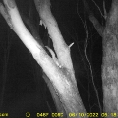 Petaurus notatus (Krefft’s Glider, formerly Sugar Glider) at WREN Reserves - 10 Jun 2022 by ChrisAllen