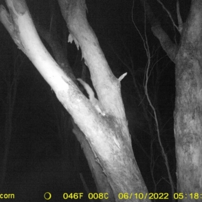 Petaurus notatus (Krefft’s Glider, Sugar Glider) at Monitoring Site 141 - Revegetation - 9 Jun 2022 by ChrisAllen