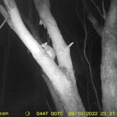 Trichosurus vulpecula (Common Brushtail Possum) at Baranduda, VIC - 10 Jun 2022 by ChrisAllen