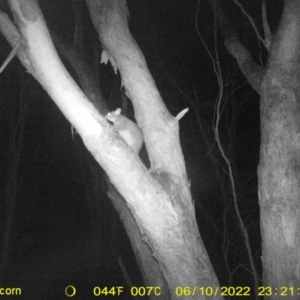 Trichosurus vulpecula at Baranduda, VIC - 10 Jun 2022