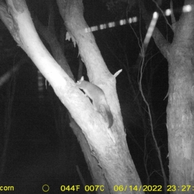 Trichosurus vulpecula (Common Brushtail Possum) at Wodonga - 14 Jun 2022 by ChrisAllen