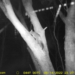 Unidentified Possum (TBC) at Baranduda, VIC - 14 Jun 2022 by ChrisAllen