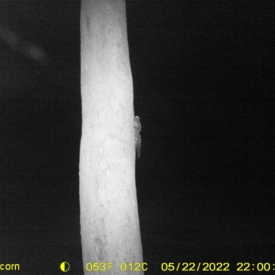 Petaurus notatus (Krefft’s Glider, Sugar Glider) at Monitoring Site 120 - Road - 22 May 2022 by ChrisAllen