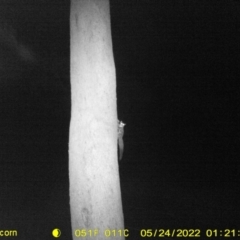 Petaurus notatus (Krefft’s Glider, Sugar Glider) at Monitoring Site 120 - Road - 23 May 2022 by ChrisAllen