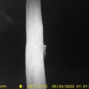 Petaurus notatus at Baranduda, VIC - 24 May 2022