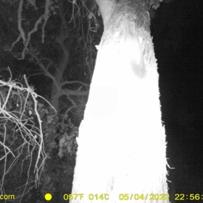 Petaurus norfolcensis (Squirrel Glider) at Baranduda, VIC - 4 May 2022 by ChrisAllen