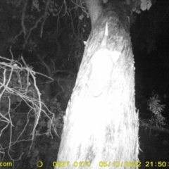 Pseudocheirus peregrinus (Common Ringtail Possum) at Monitoring Site 121 - Road - 13 May 2022 by ChrisAllen