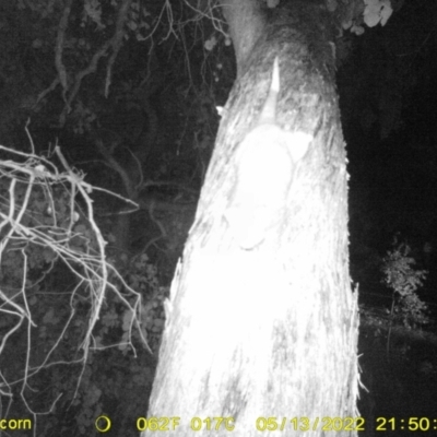 Pseudocheirus peregrinus (Common Ringtail Possum) at Wodonga - 13 May 2022 by ChrisAllen