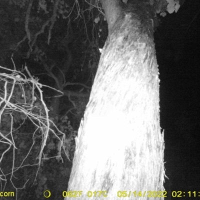 Acrobates pygmaeus at Monitoring Site 121 - Road - 13 May 2022 by ChrisAllen