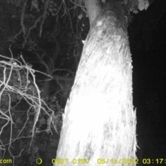 Acrobates pygmaeus at Baranduda, VIC - 14 May 2022 03:17 AM