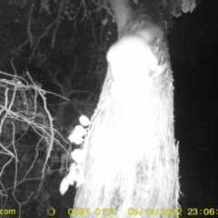 Trichosurus vulpecula (Common Brushtail Possum) at Monitoring Site 121 - Road - 14 May 2022 by ChrisAllen
