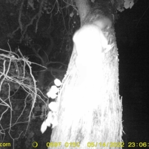 Trichosurus vulpecula at Baranduda, VIC - 14 May 2022